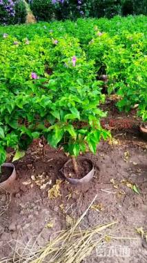 高度70厘米三角梅