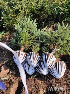 高度80厘米云杉