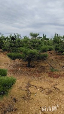 高度120厘米黑松