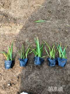 高度20厘米蛇鞭菊