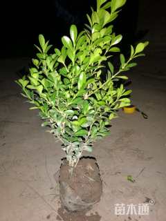 高度25厘米高山黄杨