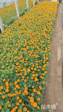 高度15厘米孔雀草