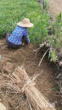 高度30厘米兰花三七草