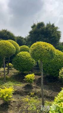 高度150厘米金姬小蜡