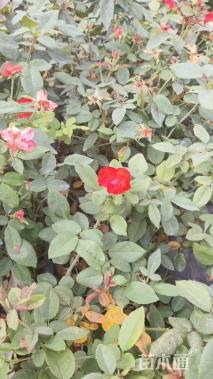 高度30厘米月季