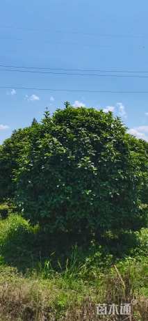 高度300厘米丛生桂花