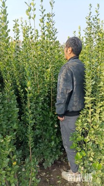 高度180厘米北海道黄杨