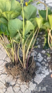 高度40厘米大吴凤草