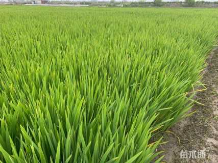 高度40厘米水生鸢尾