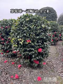 冠幅100厘米山茶花球