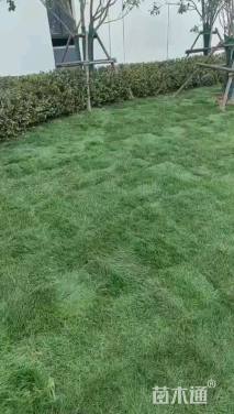 草卷状百慕大草