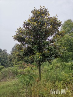 15公分广玉兰