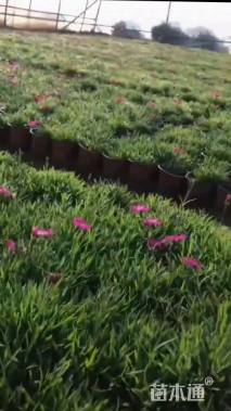 高度4厘米欧石竹