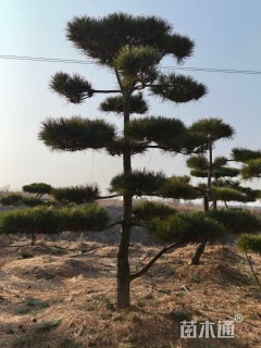 18公分造型黑松