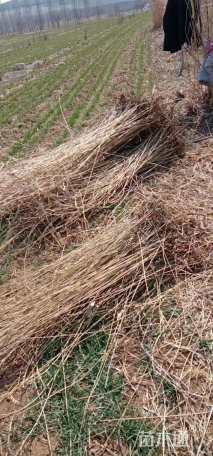高度30厘米荻草