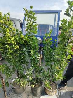 高度100厘米大叶黄杨