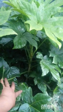 高度80厘米八角金盘