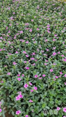 高度25厘米长春花