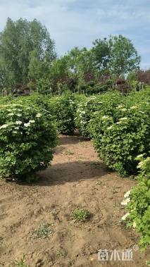 高度150厘米天目琼花