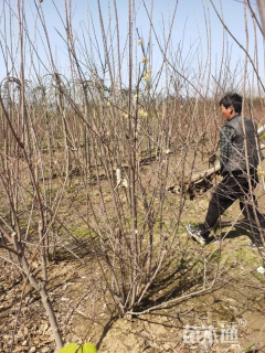 高度60厘米丛生蜡梅