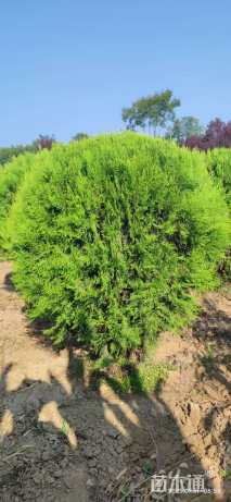 冠幅100厘米洒金柏球