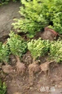 高度40厘米小叶黄杨