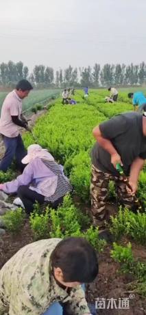 高度50厘米小叶黄杨