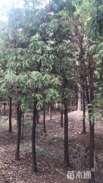 5公分北美落羽杉