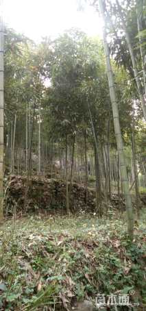 地栽苗雷竹