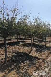 7.8公分日本晚樱