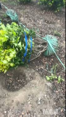 冠幅50厘米金森女贞球