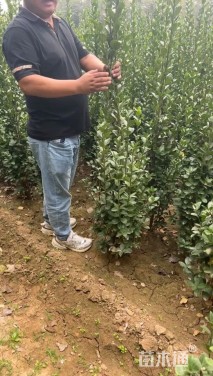 高度185厘米北海道黄杨