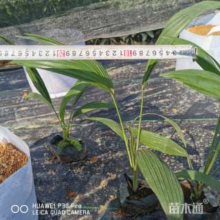 裸干高30厘米蒲葵