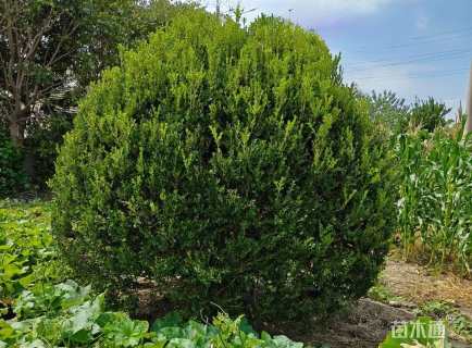 冠幅300厘米瓜子黄杨球