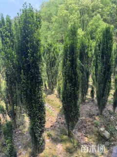 高度230厘米直立冬青