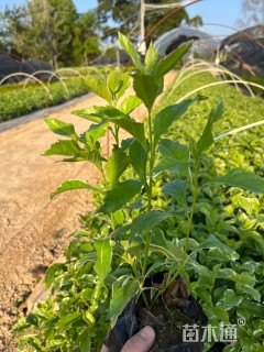 高度10厘米花叶假连翘