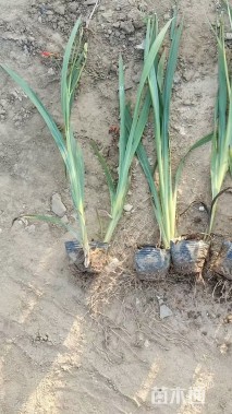 高度30厘米火星花