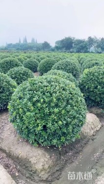 冠幅180厘米海桐球