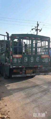 高度30厘米火焰南天竹