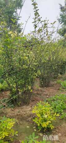 高度80厘米丛生海棠