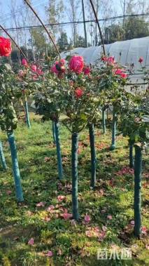 高度165厘米月季