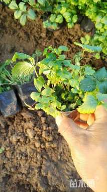 高度25厘米蛇莓