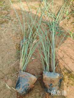 高度30厘米细叶芒