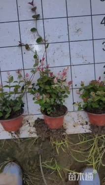 20厘米花叶络石