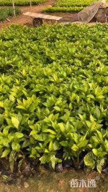 高度45厘米洒金珊瑚