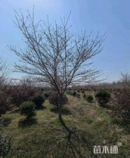 20公分染井吉野樱