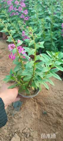 高度20厘米香彩雀