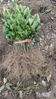 高度20厘米大叶黄杨小苗