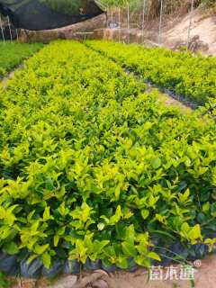 高度30厘米金森女贞