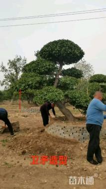 高度240厘米卫矛